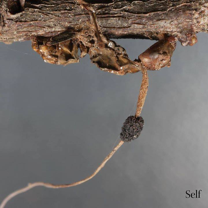 Terzij De Horde - Self (2015) Album Info