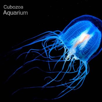 Cubozoa - Aquarium (2016)