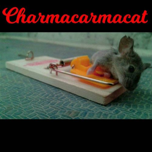 Charmacarmacat - Charmacarmacat (2017)